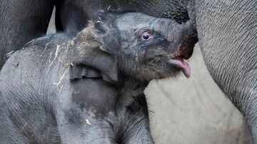 Una cr&iacute;a de elefante con su madre