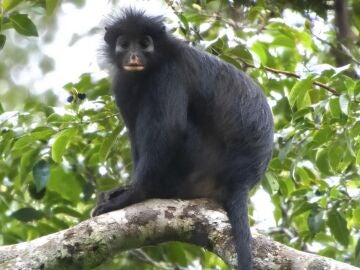 Mono likweli