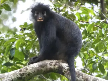 Mono likweli Mono likweli