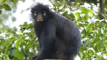 Mono likweli Mono likweli