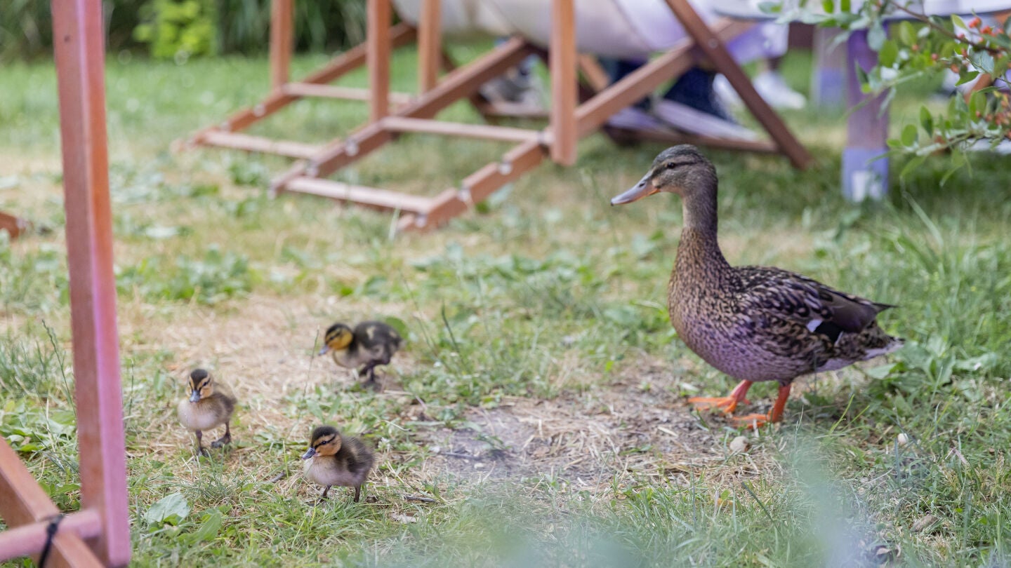 Una familia de patos en el jardín durante la celebración del festival