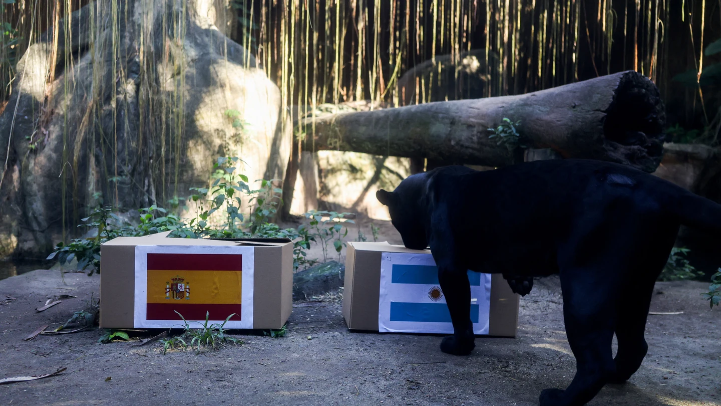 El jaguar Poty, en el BioParque de Rio de Janeiro (Brasil), intentando predecir el ganador del Mundial de 2026 El jaguar Poty, en el BioParque de Rio de Janeiro (Brasil), intentando predecir el ganador del Mundial de 2026
