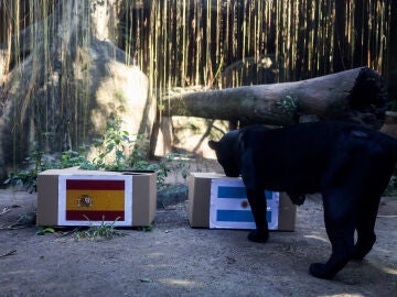 El jaguar Poty, en el BioParque de Rio de Janeiro (Brasil), intentando predecir el ganador del Mundial de 2026