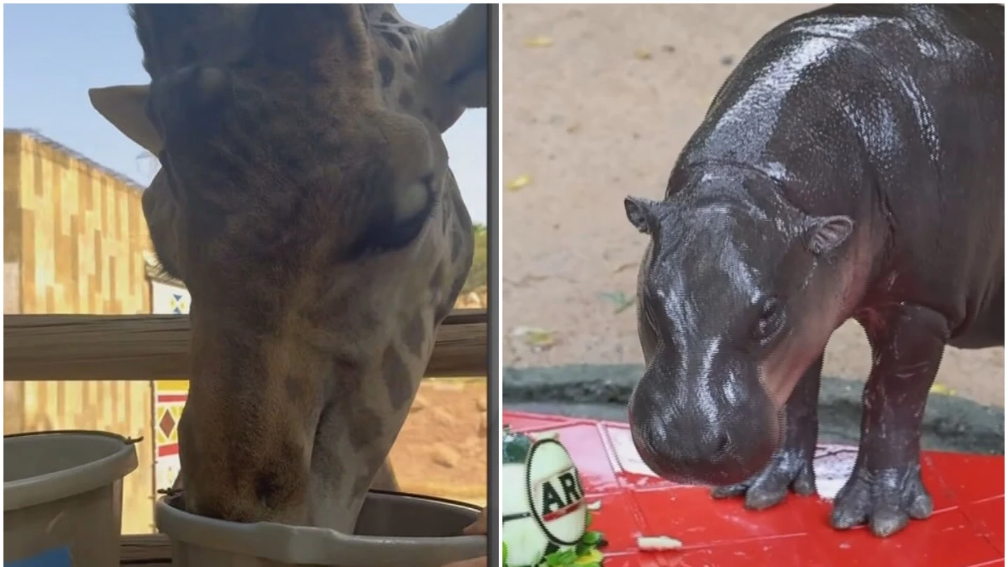 Dos animales videntes del Mundial 2026 Dos animales videntes del Mundial 2026