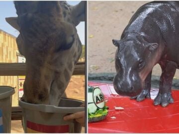 Dos animales videntes del Mundial 2026