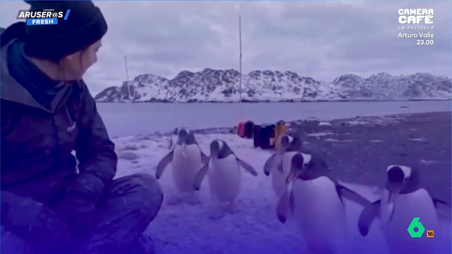El agradecimiento de una colonia de pingüinos a una mujer que quita a uno de ellos un plástico del cuello El agradecimiento de una colonia de pingüinos a una mujer que quita a uno de ellos un plástico del cuello