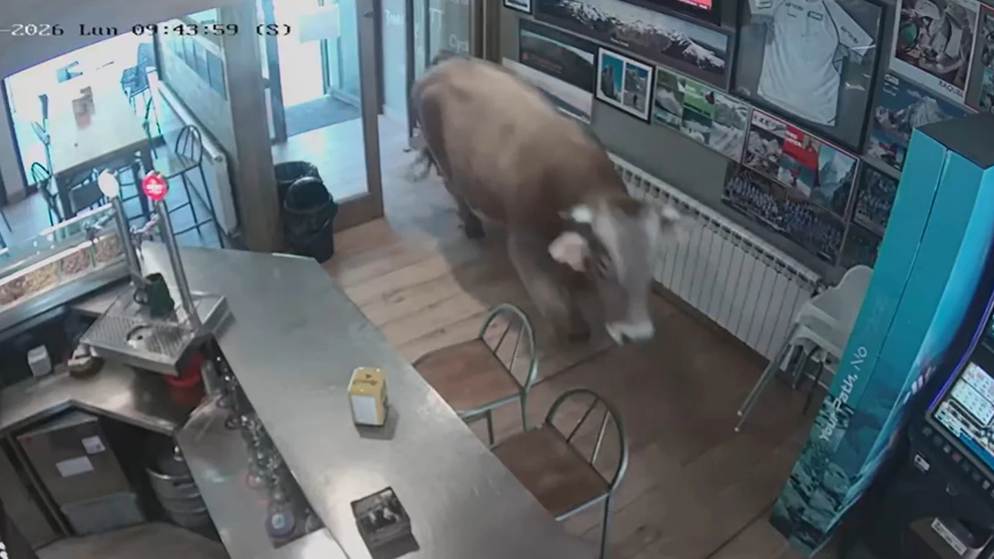 Un toro se cuela en un bar en Girona. Un toro se cuela en un bar en Girona.