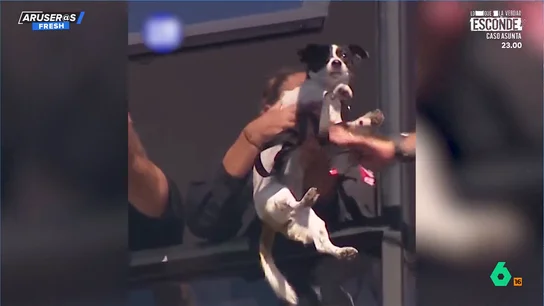 Recatan a una perra que llevaba dos días atrapada en el alféizar de una ventana a gran altura Recatan a una perra que llevaba dos días atrapada en el alféizar de una ventana a gran altura