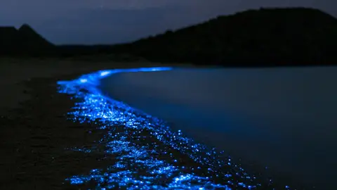 Bioluminiscencia Bioluminiscencia