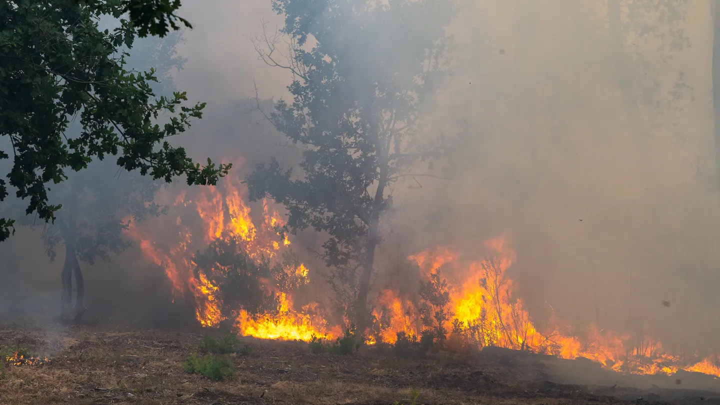 Las llamas avanzan en un bosque en llamas en la región de Lège-Cap-Ferret, en el oeste de Francia Las llamas avanzan en un bosque en llamas en la región de Lège-Cap-Ferret, en el oeste de Francia
