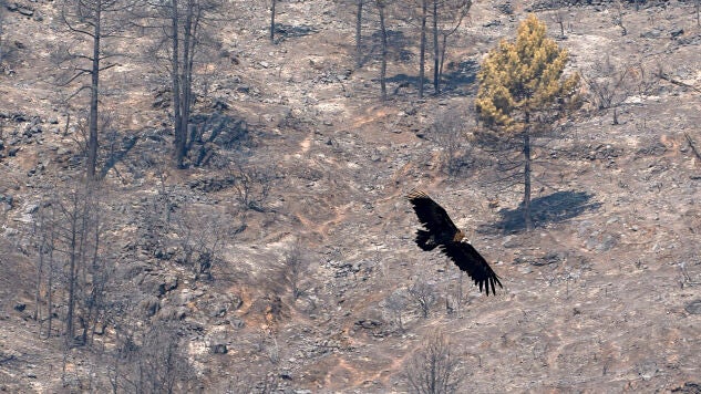 Zona quemada en el Valle de Iruelas