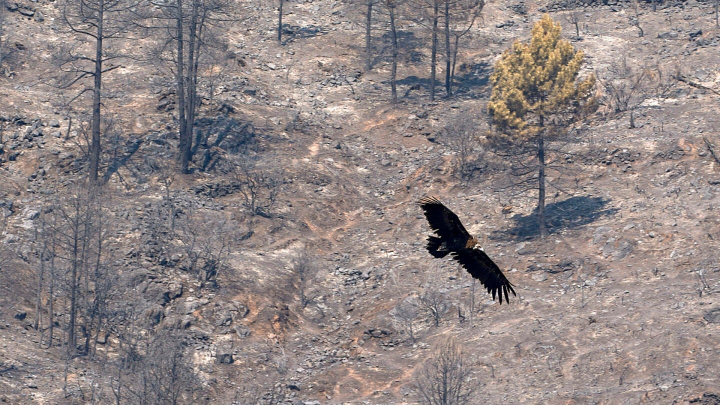 Zona quemada en el Valle de Iruelas