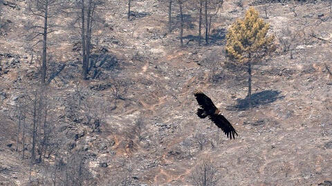 Zona quemada en el Valle de Iruelas