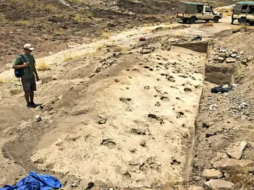 Huellas fósiles del Paranthropus boisei Huellas fósiles del Paranthropus boisei