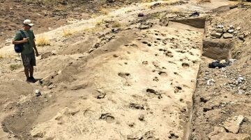 Huellas f&oacute;siles del Paranthropus boisei