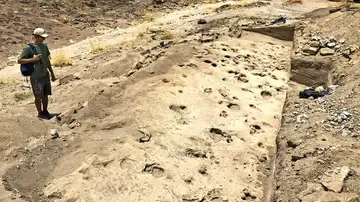 Huellas fósiles del Paranthropus boisei Huellas fósiles del Paranthropus boisei