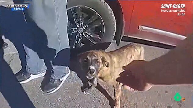El v&iacute;deo viral del perro h&eacute;roe que gui&oacute; a la polic&iacute;a hasta un ni&ntilde;o perdido