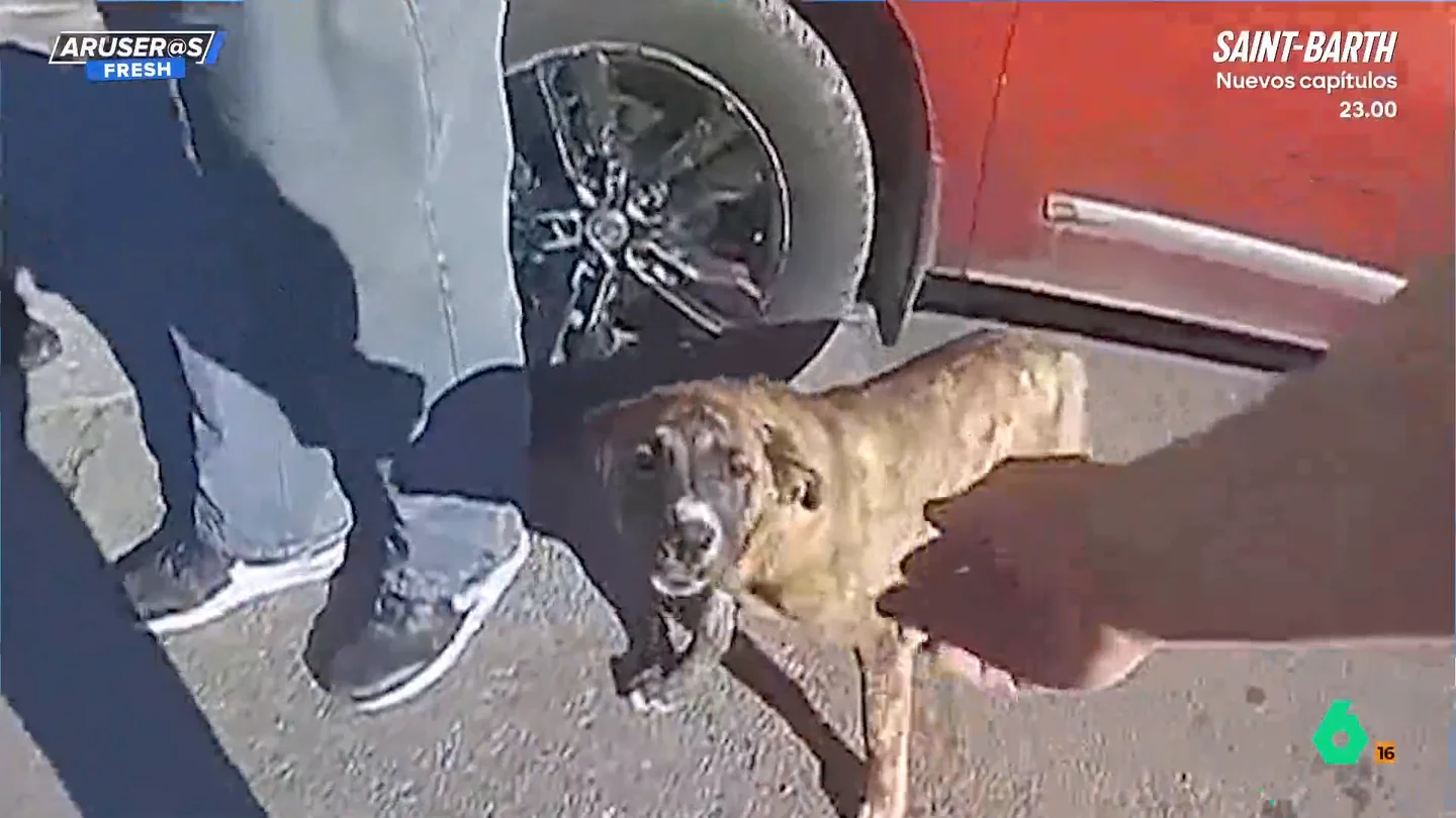 El vídeo viral del perro héroe que guió a la policía hasta un niño perdido El vídeo viral del perro héroe que guió a la policía hasta un niño perdido