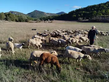 El pastoreo, el recurso antifuegos que mengua: España pierde 520 ovejas y 82 cabras al día El pastoreo, el recurso antifuegos que mengua: España pierde 520 ovejas y 82 cabras al día