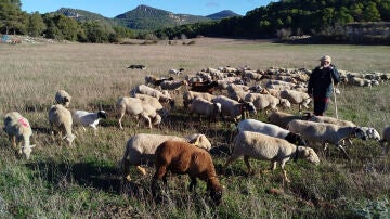 El pastoreo, el recurso antifuegos que mengua: Espa&ntilde;a pierde 520 ovejas y 82 cabras al d&iacute;a