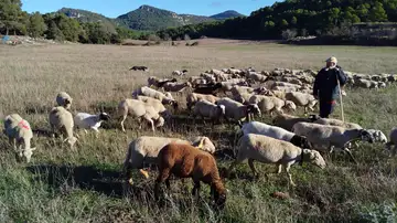 El pastoreo, el recurso antifuegos que mengua: España pierde 520 ovejas y 82 cabras al día El pastoreo, el recurso antifuegos que mengua: España pierde 520 ovejas y 82 cabras al día