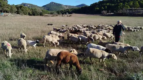 El pastoreo, el recurso antifuegos que mengua: España pierde 520 ovejas y 82 cabras al día El pastoreo, el recurso antifuegos que mengua: España pierde 520 ovejas y 82 cabras al día
