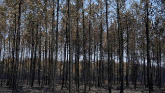 &Aacute;rboles quemados por el megaincendio en Gironda, Francia.