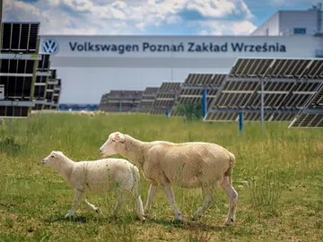 La curiosa solución de Volkswagen para cuidar sus paneles solares: un rebaño de 100 ovejas La curiosa solución de Volkswagen para cuidar sus paneles solares: un rebaño de 100 ovejas