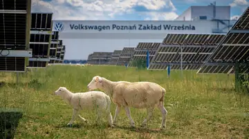 La curiosa solución de Volkswagen para cuidar sus paneles solares: un rebaño de 100 ovejas La curiosa solución de Volkswagen para cuidar sus paneles solares: un rebaño de 100 ovejas