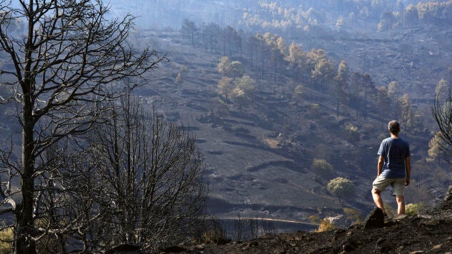 Un hombre observa este martes uno de los pinares arrasados por el incendio de Burgohondo (&Aacute;vila) en el Parque Natural del Valle de Iruelas, una de las mayores colonias de buitre negro de Europa. 