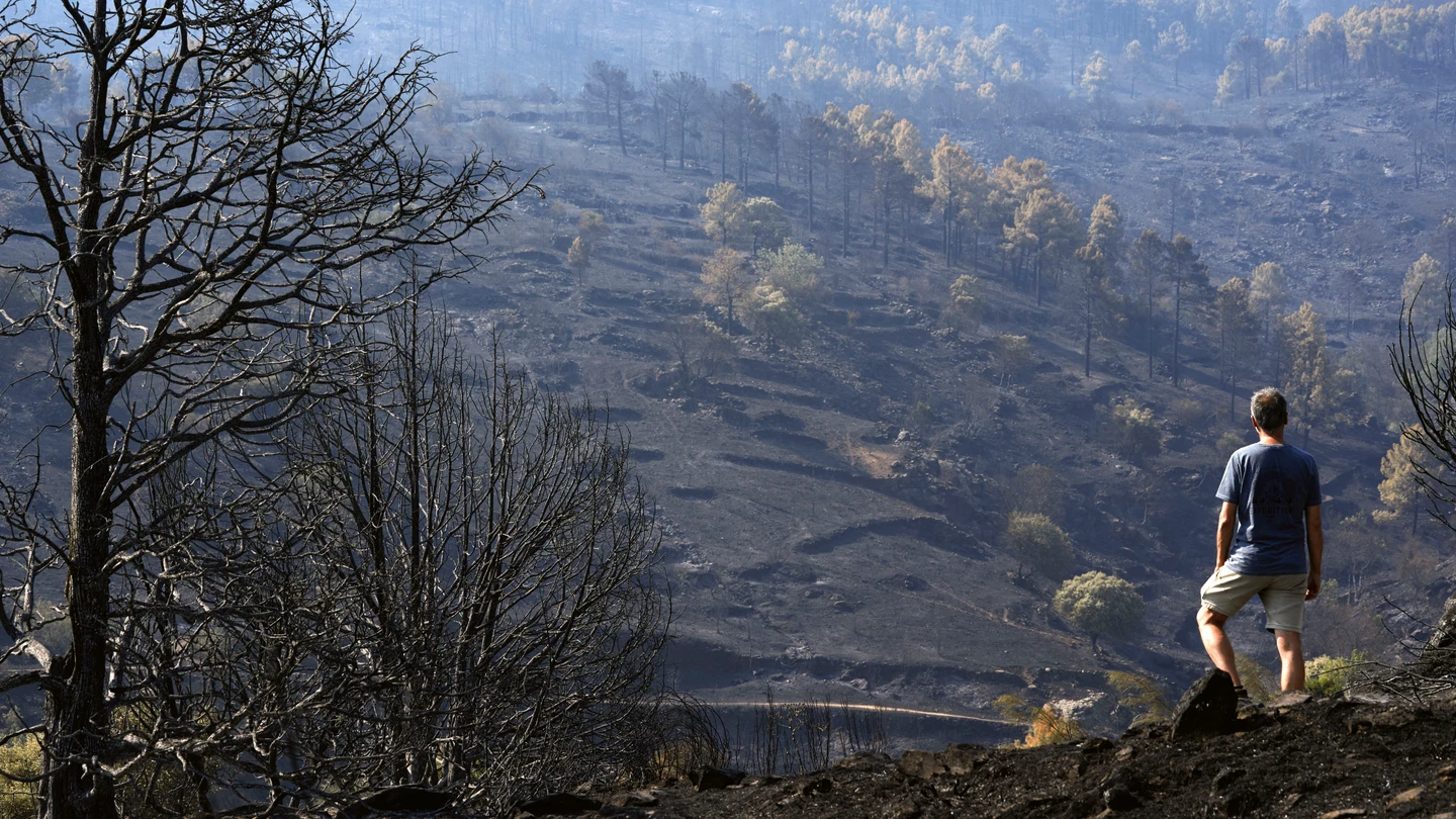 Un hombre observa este martes uno de los pinares arrasados por el incendio de Burgohondo (Ávila) en el Parque Natural del Valle de Iruelas, una de las mayores colonias de buitre negro de Europa. Un hombre observa este martes uno de los pinares arrasados por el incendio de Burgohondo (Ávila) en el Parque Natural del Valle de Iruelas, una de las mayores colonias de buitre negro de Europa.