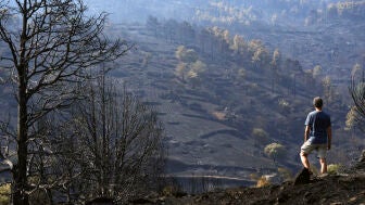 Un hombre observa este martes uno de los pinares arrasados por el incendio de Burgohondo (&Aacute;vila) en el Parque Natural del Valle de Iruelas, una de las mayores colonias de buitre negro de Europa. 