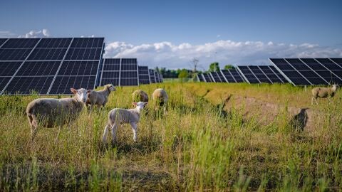 Ovejas pastando en los paneles solares de Volkswagen