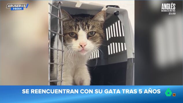 El emotivo reencuentro viral de una familia con su gato cinco a&ntilde;os despu&eacute;s de perderlo