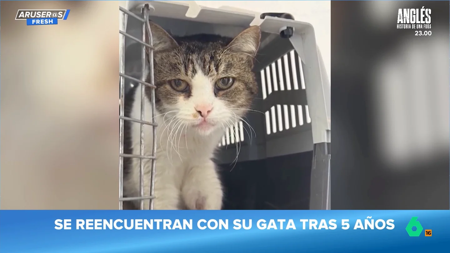 El emotivo reencuentro viral de una familia con su gato cinco años después de perderlo El emotivo reencuentro viral de una familia con su gato cinco años después de perderlo