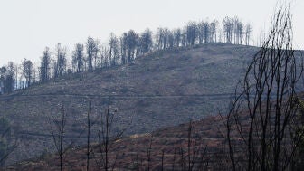 Incendio forestal de Veguellina, en el municipio de Villafranca del Bierzo (Le&oacute;n)