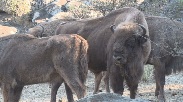 Los bisontes que frenaron el fuego: una manada convierte su reserva en un oasis entre las cenizas del incendio de Madrid  
