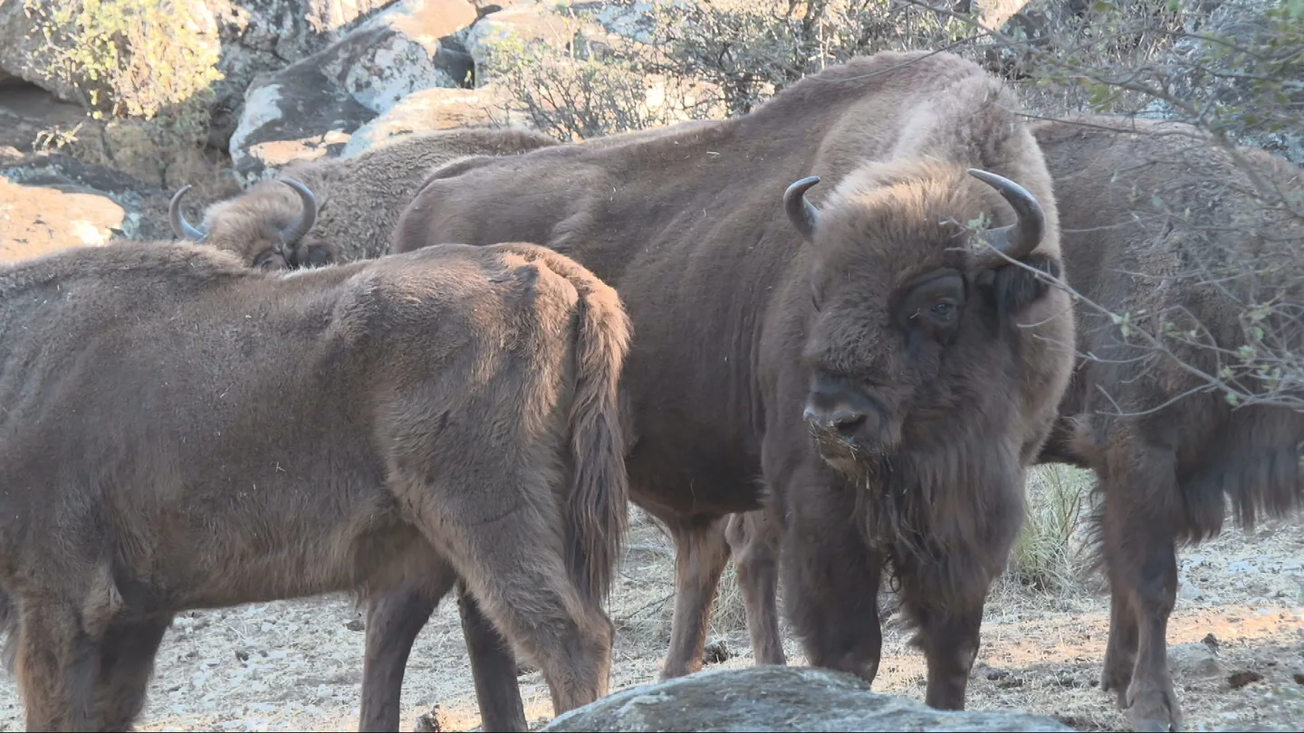 Los bisontes que frenaron el fuego: una manada convierte su reserva en un oasis entre las cenizas del incendio de Madrid Los bisontes que frenaron el fuego: una manada convierte su reserva en un oasis entre las cenizas del incendio de Madrid