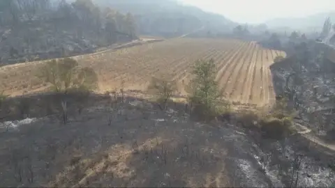 Viñedo superviviente en medio de un incendio Viñedo superviviente en medio de un incendio