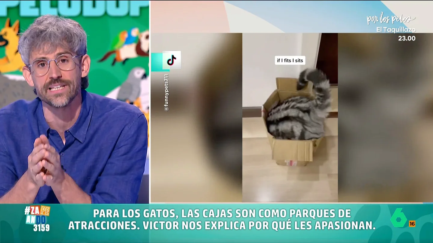 ¿Por qué los gatos adoran las cajas? Víctor Algra desvela en Zapeando su "obsesión" por esconderse en ellas ¿Por qué los gatos adoran las cajas? Víctor Algra desvela en Zapeando su "obsesión" por esconderse en ellas