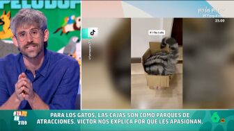 &iquest;Por qu&eacute; los gatos adoran las cajas? V&iacute;ctor Algra desvela en Zapeando su "obsesi&oacute;n" por esconderse en ellas 