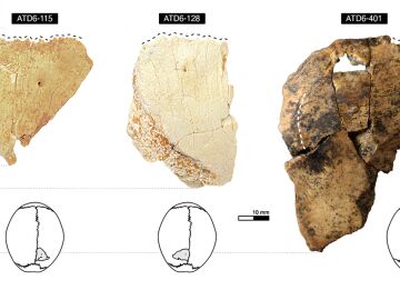 Homo antecessor