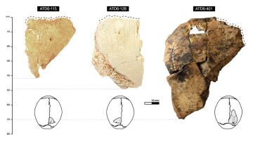 Homo antecessor