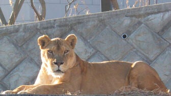 La muerte de tres leonas en un zoo de Jap&oacute;n
