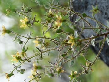 Un ejemplar en flor de Saxifraga candelabrum