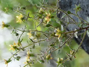 Un ejemplar en flor de Saxifraga candelabrum Un ejemplar en flor de Saxifraga candelabrum