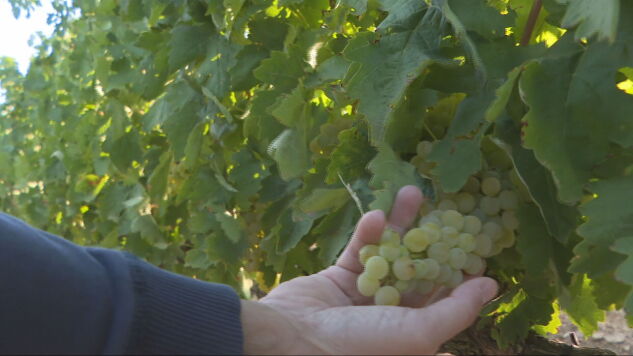 La vendimia m&aacute;s temprana de la historia llega a Espa&ntilde;a: el calor adelanta la recogida de la uva hasta principios de agosto