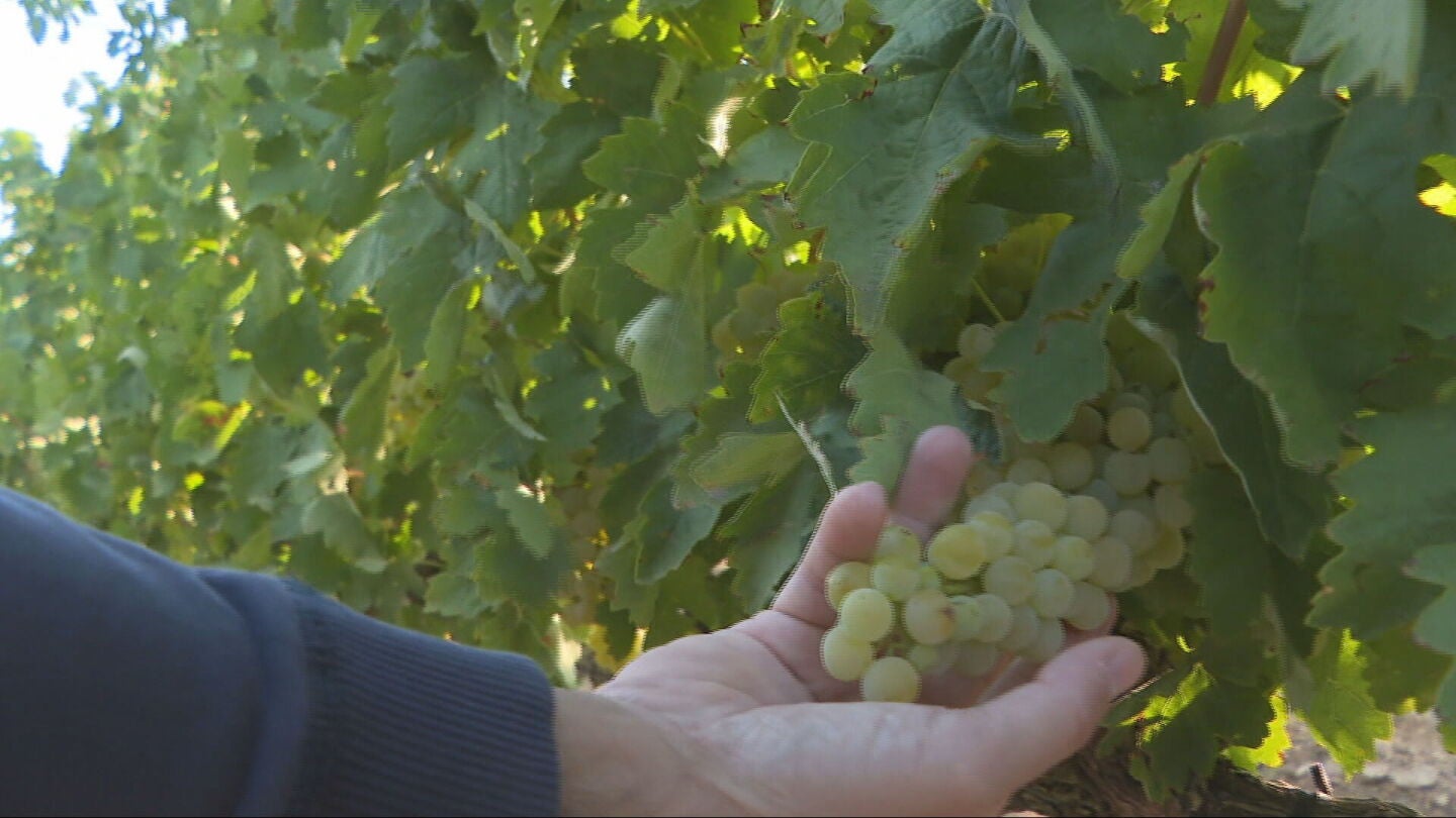 La vendimia m&aacute;s temprana de la historia llega a Espa&ntilde;a: el calor adelanta la recogida de la uva hasta principios de agosto