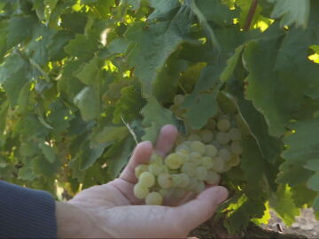 La vendimia más temprana de la historia llega a España: el calor adelanta la recogida de la uva hasta principios de agosto La vendimia más temprana de la historia llega a España: el calor adelanta la recogida de la uva hasta principios de agosto