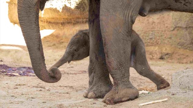 Un nacimiento hist&oacute;rico en el Zoo de Madrid: llega al mundo una cr&iacute;a de elefante de Sumatra, especie en peligro cr&iacute;tico de extinci&oacute;n